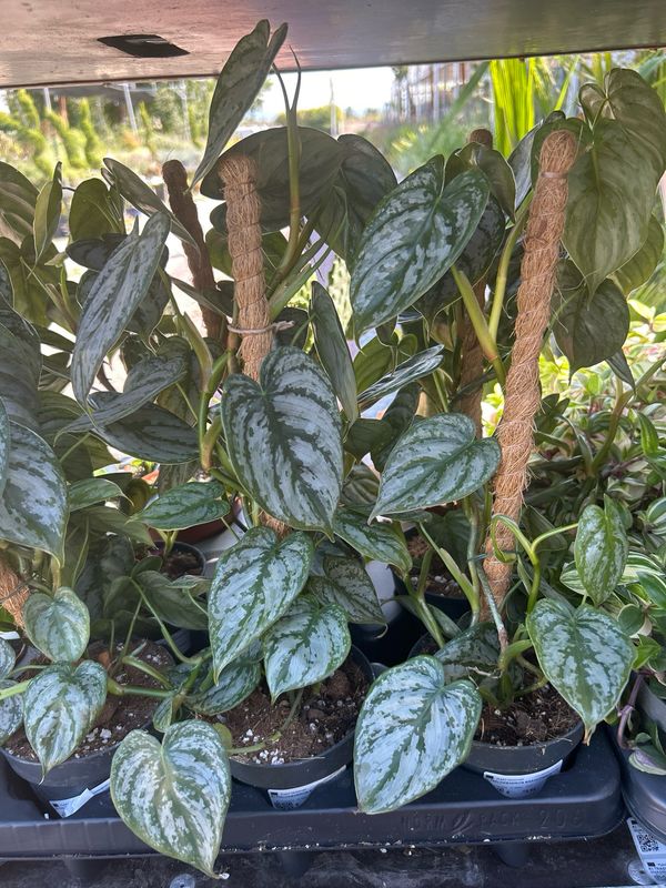 Philodendron Brandtianum, Filodendro - vaso Ø12 cm