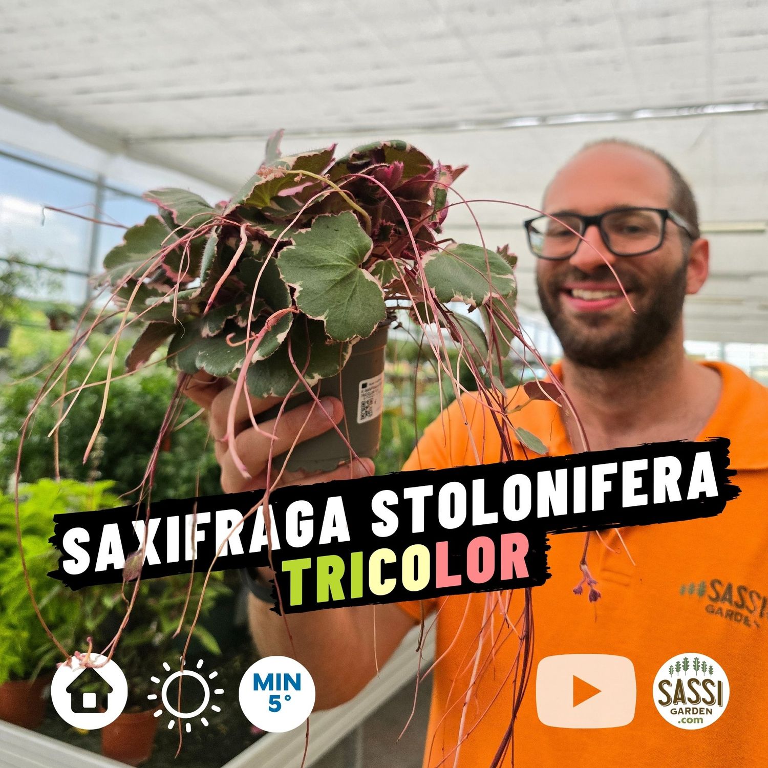 Saxifraga stolonifera 'Tricolor' - vaso Ø14 cm Saxifraga stolonifera 'Tricolor' - vaso Ø14 cm