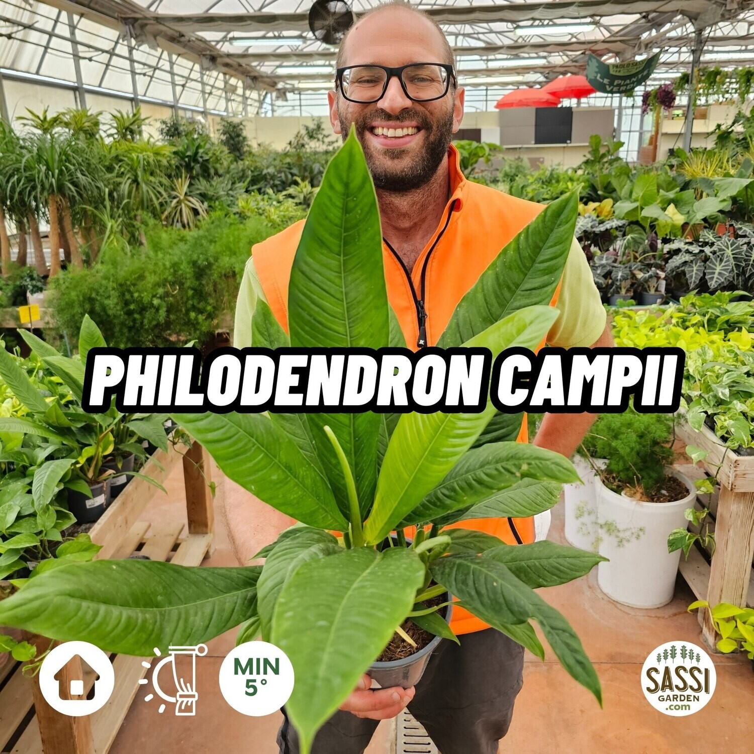 Philodendron Campii, Filodendro - vaso Ø14 cm Philodendron Campii, Filodendro - vaso Ø14 cm