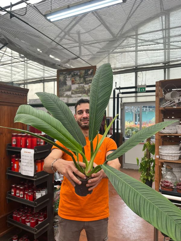 Philodendron Campii, Filodendro - vaso Ø14 cm
