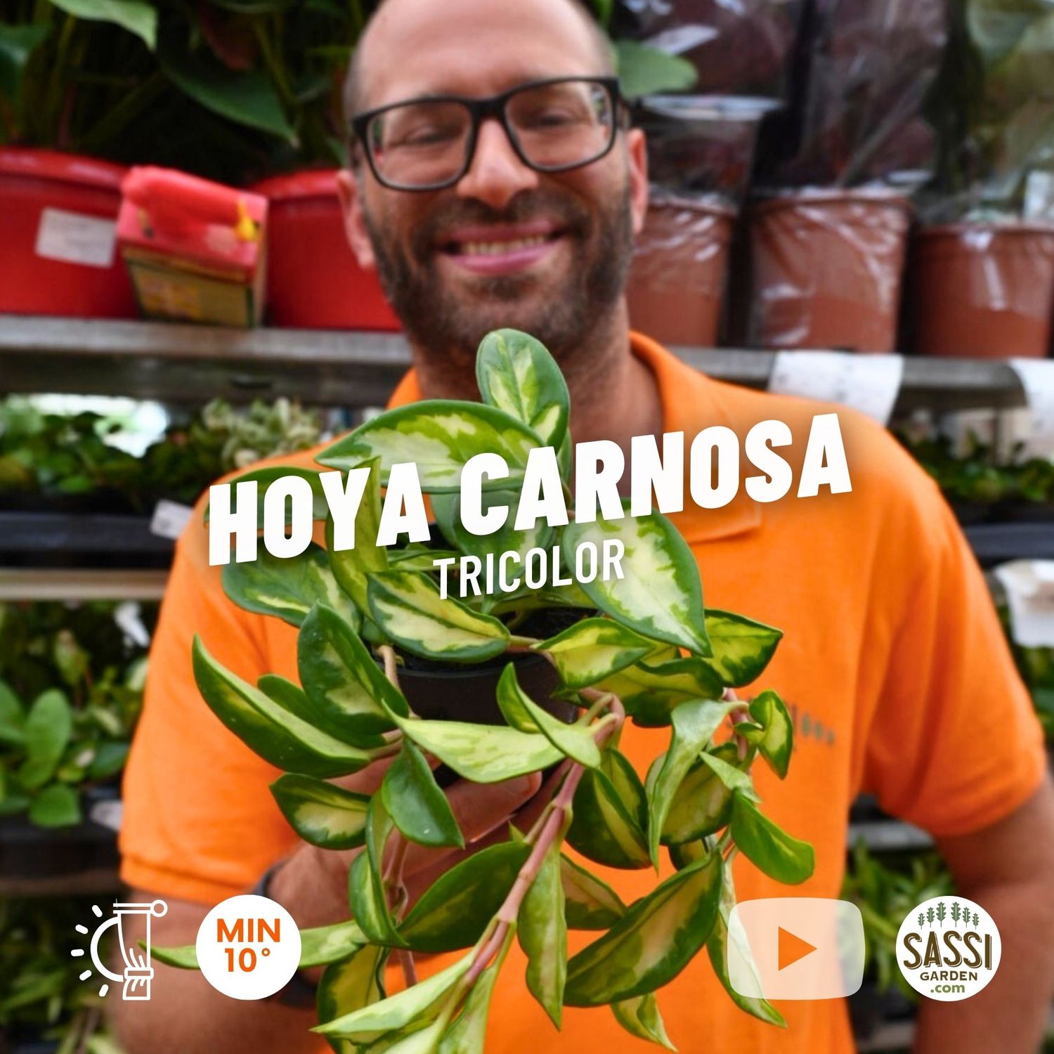 Hoya carnosa 'Tricolor' - vaso Ø9 cm