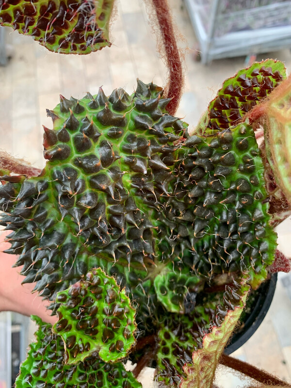 Begonia Dinosaur, Begonia Melanobullata - vaso Ø14cm