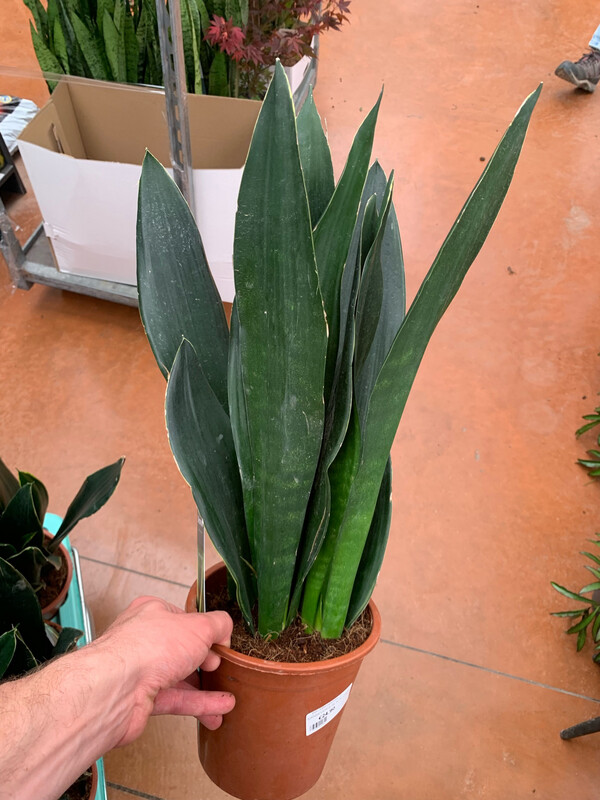 Sanseveria, Sansevieria 'Black Diamond' - vaso Ø17 cm, h 65 cm Sanseveria, Sansevieria 'Black Diamond' - vaso Ø17 cm, h 65 cm