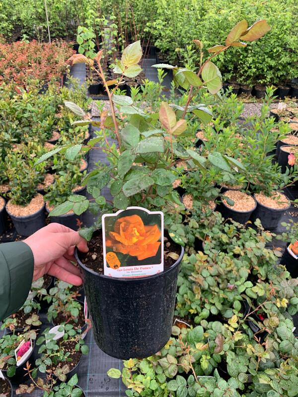 Rosa Meilland 'Louis de Funes'®, Rose Grandi Fiori - vaso Ø18 cm