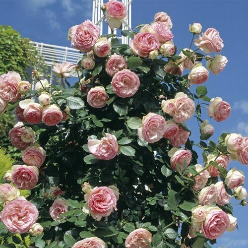 Rosa, Rose Rampicanti Meilland Pierre De Ronsard® Gpt - vaso Ø18 cm, h 40 cm