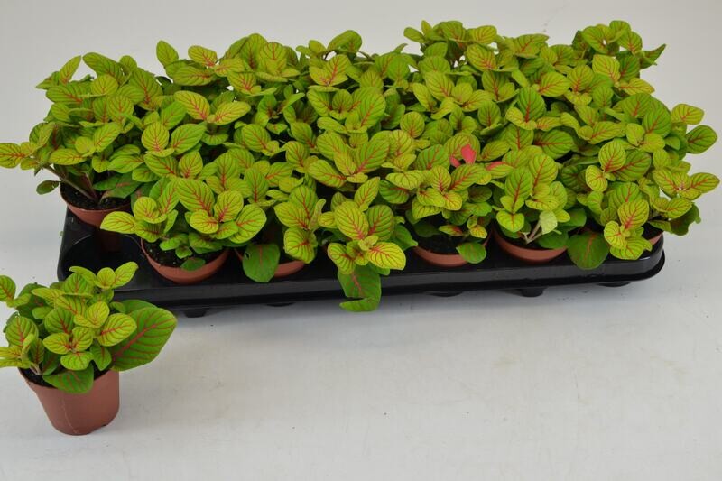 Fittonia 'Bubble Green' - vaso Ø8.5 cm