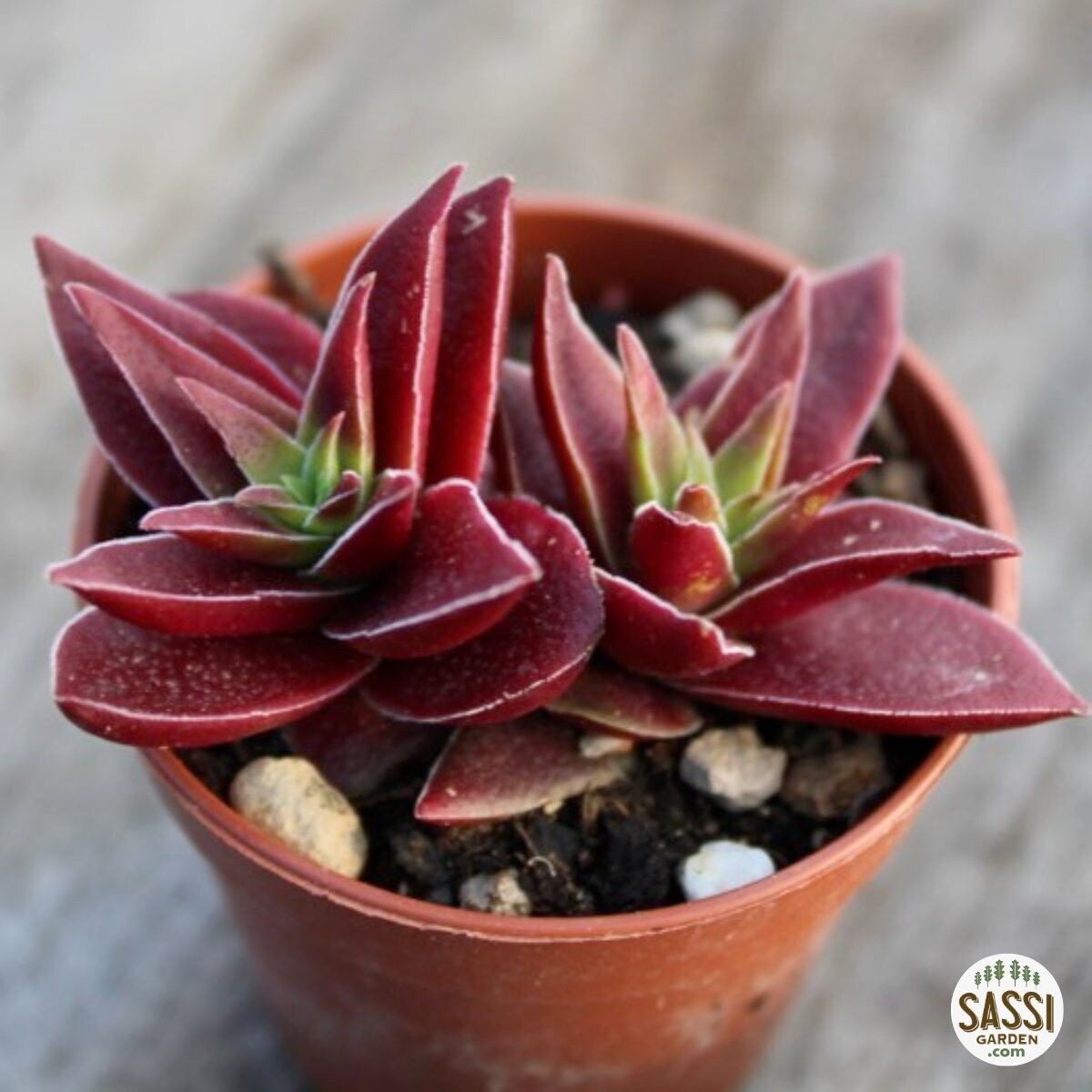 Crassula capitella Thyrsiflora - vaso Ø 8 cm Crassula capitella Thyrsiflora - vaso Ø 8 cm