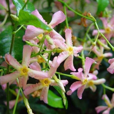 Trachelospermum  jasminoides 'Pink Showers', Gelsomino asiatico rosa - vaso Ø30cm