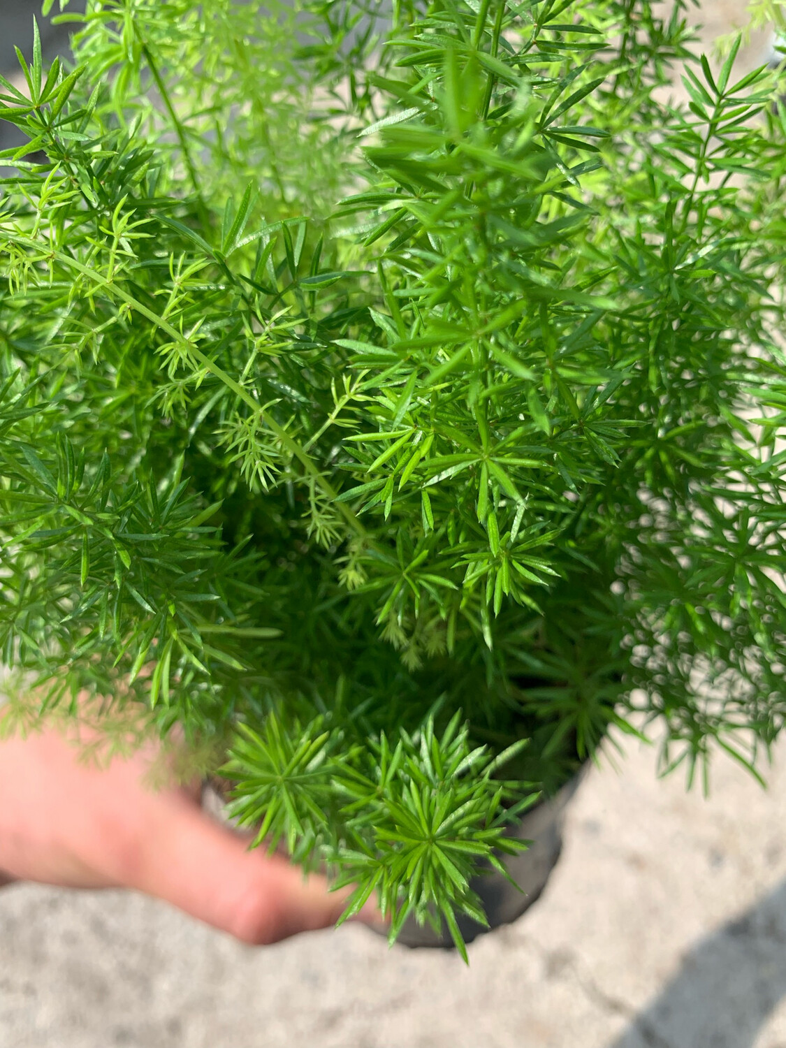 Asparagus densiflorus ‘ Myersii ’ , Coda di volpe - vaso Ø12 cm