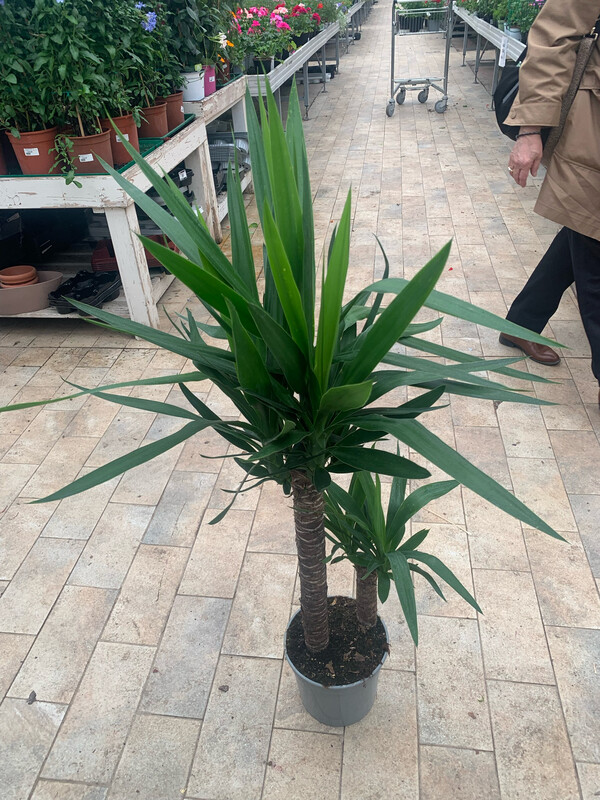 Yucca Elephantipes - Tronchetto della felicità- vaso Ø24 cm
