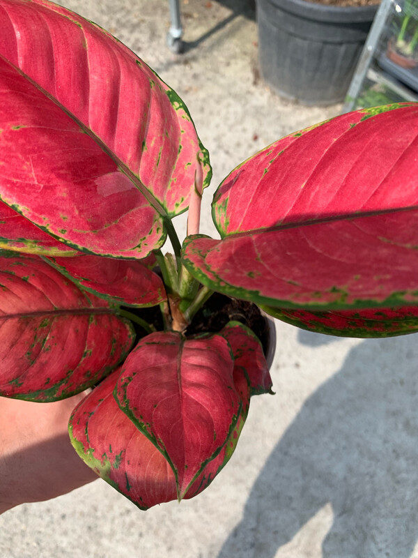 Aglaonema Sun Star, Aglaonema Stella Solare - vaso Ø12 cm