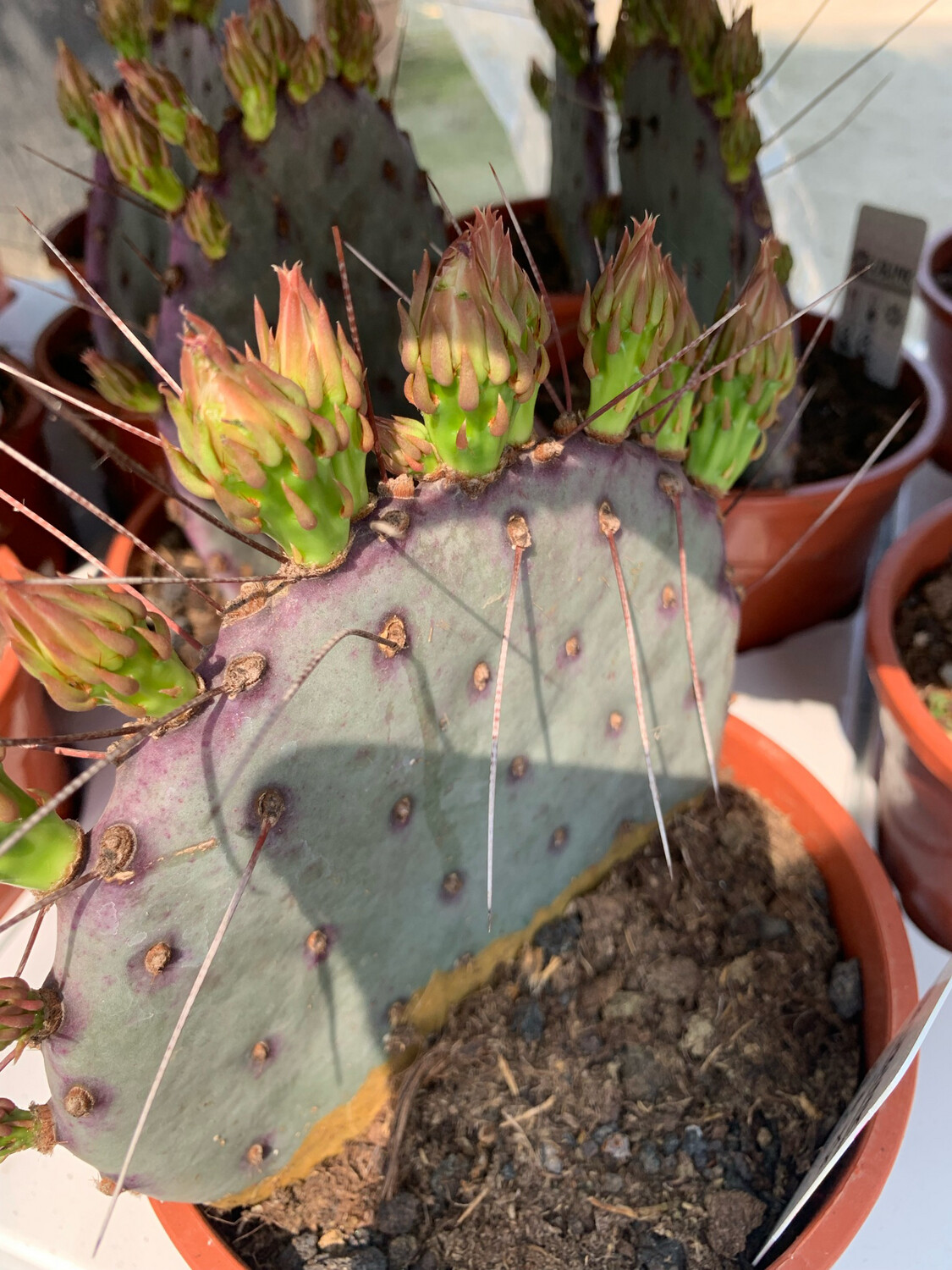 Opuntia Azurea - vaso Ø17 cm