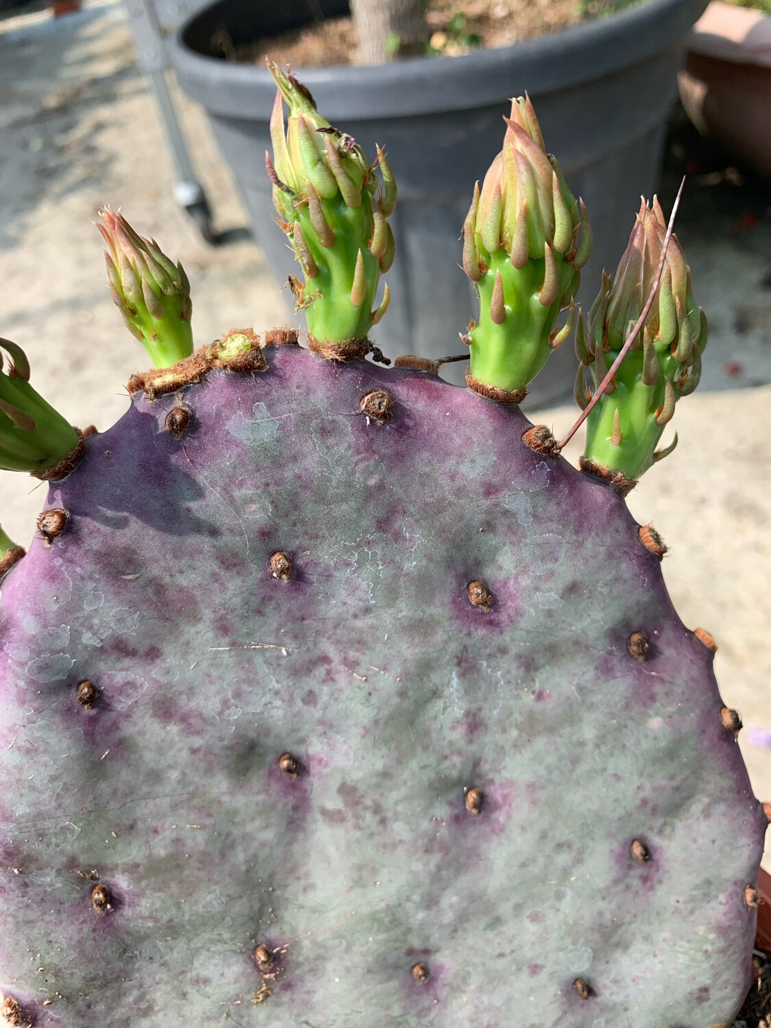 Opuntia Azurea - vaso Ø17 cm Opuntia Azurea - vaso Ø17 cm