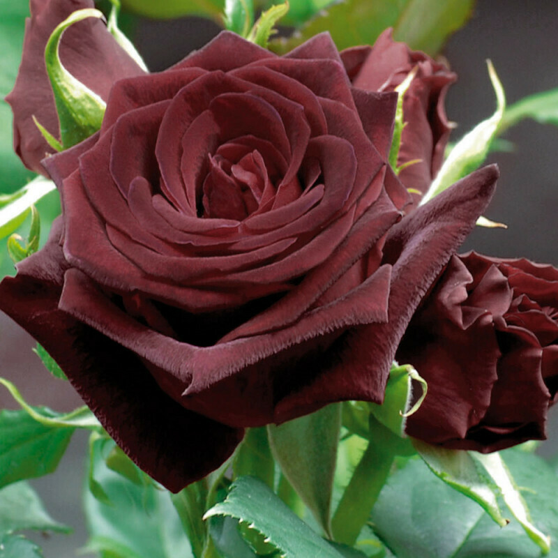 Rosa Grandi Fiori Meilland Black Baccara® - vaso Ø21 cm ( potata!!)