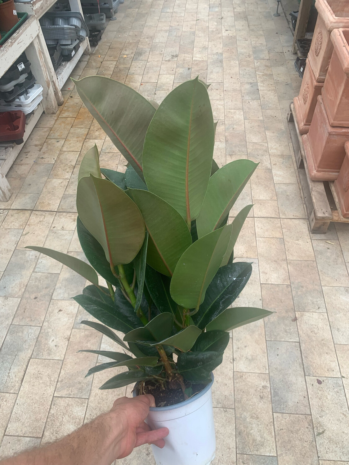 Ficus elastica, Ficus robusta - vaso Ø17 cm Ficus elastica, Ficus robusta - vaso Ø17 cm
