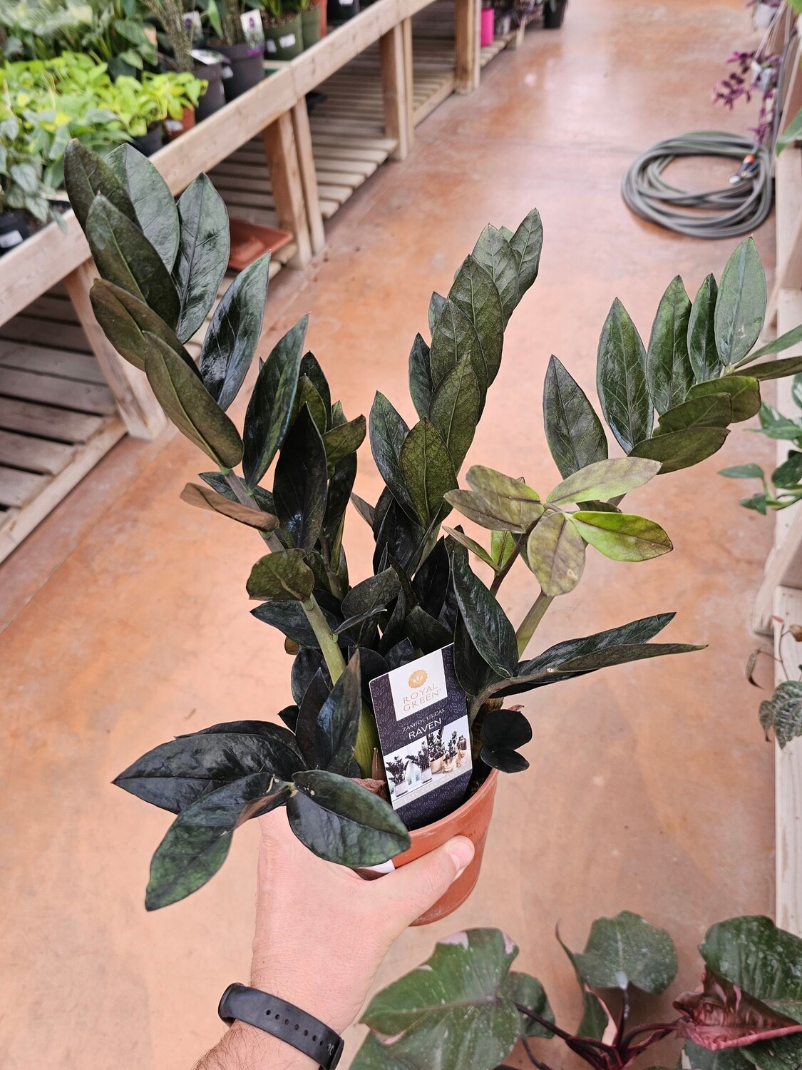 Zamioculcas zamiifolia 'Raven' Nera vaso, gemma di Zanzibar - vaso Ø14 cm, h 35 cm Zamioculcas zamiifolia 'Raven' Nera vaso, gemma di Zanzibar - vaso Ø14 cm, h 35 cm