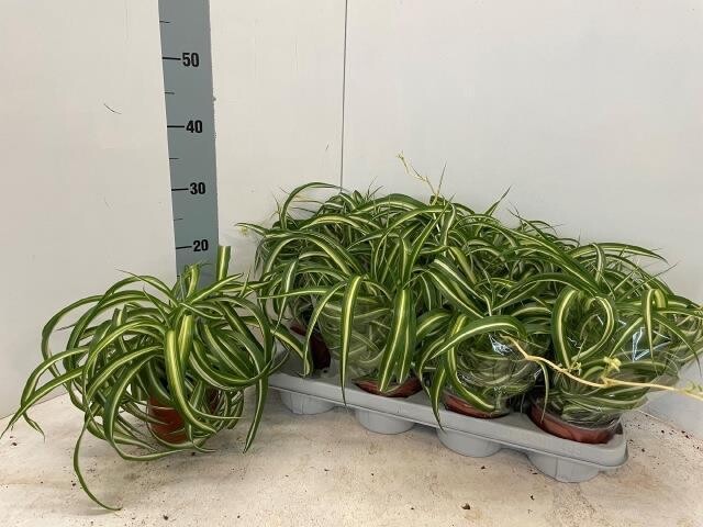 Chlorophytum comosum 'Bonnie', Pianta Ragno, Falangio - vaso Ø12 cm