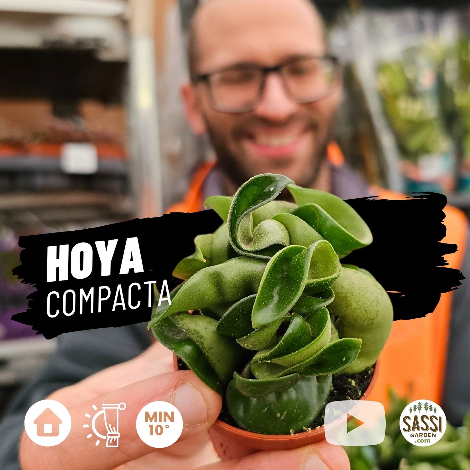 Hoya Carnosa Compacta, Hindu Rope, Fiore di Cera - vaso Ø6 cm Hoya Carnosa Compacta, Hindu Rope, Fiore di Cera - vaso Ø6 cm