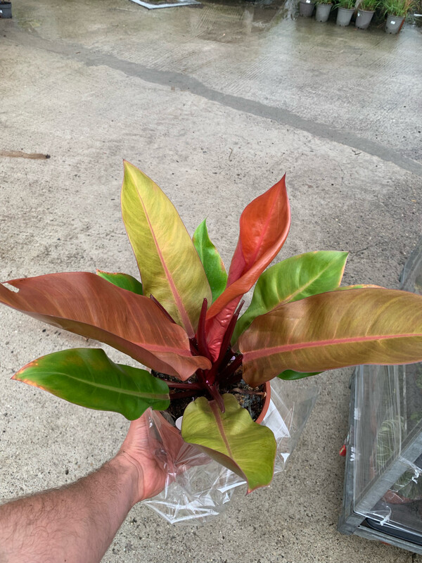 Philodendron 'Prince of Orange', Filodendro - vaso Ø17 cm