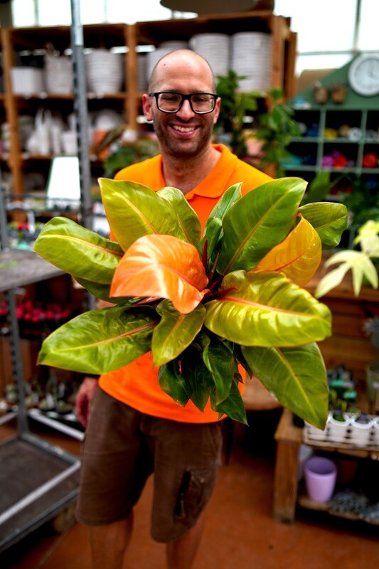 Philodendron 'Prince of Orange', Filodendro - vaso Ø17 cm