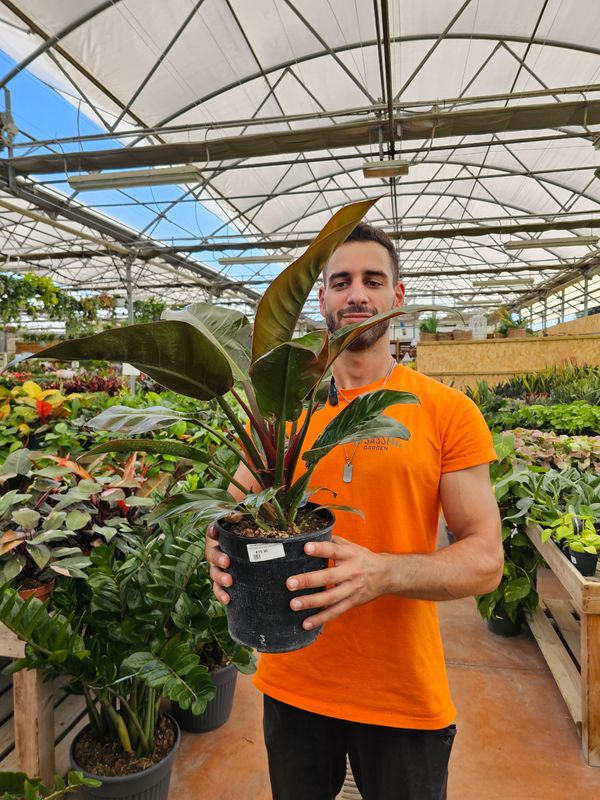 Philodendron Erubescens 'Imperial Red' - Filodendro - ciotola 17 cm