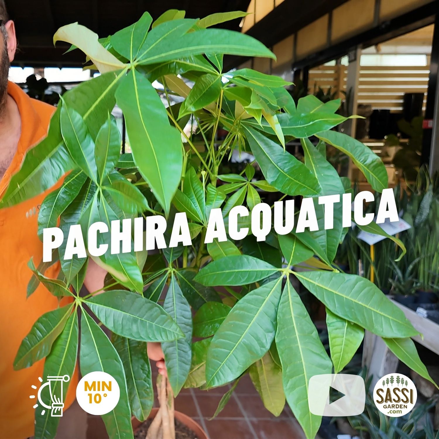 Pachira Acquatica - vaso Ø19 cm