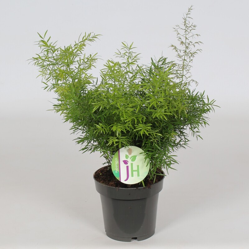 Asparagus densiflorus 'Cwebe' - vaso Ø12 cm