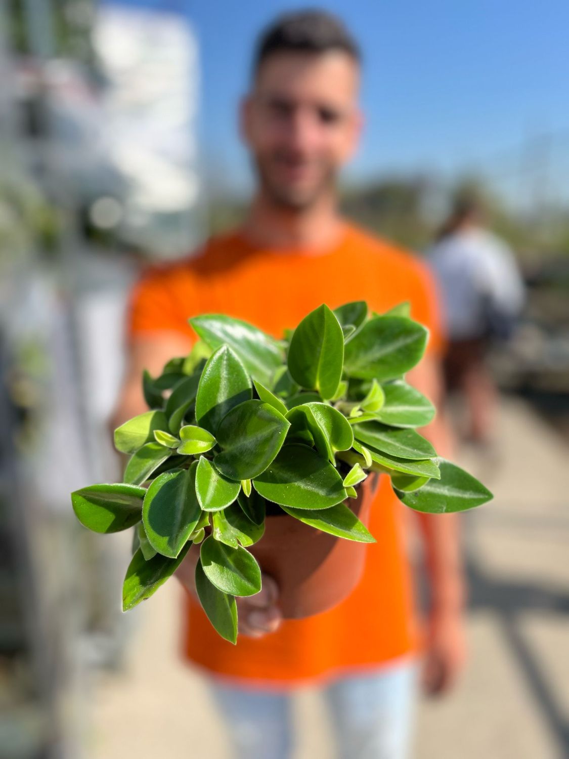 Peperomia Pixie - Peperomia orba 'Pixie' - vaso Ø12 cm Peperomia Pixie - Peperomia orba 'Pixie' - vaso Ø12 cm