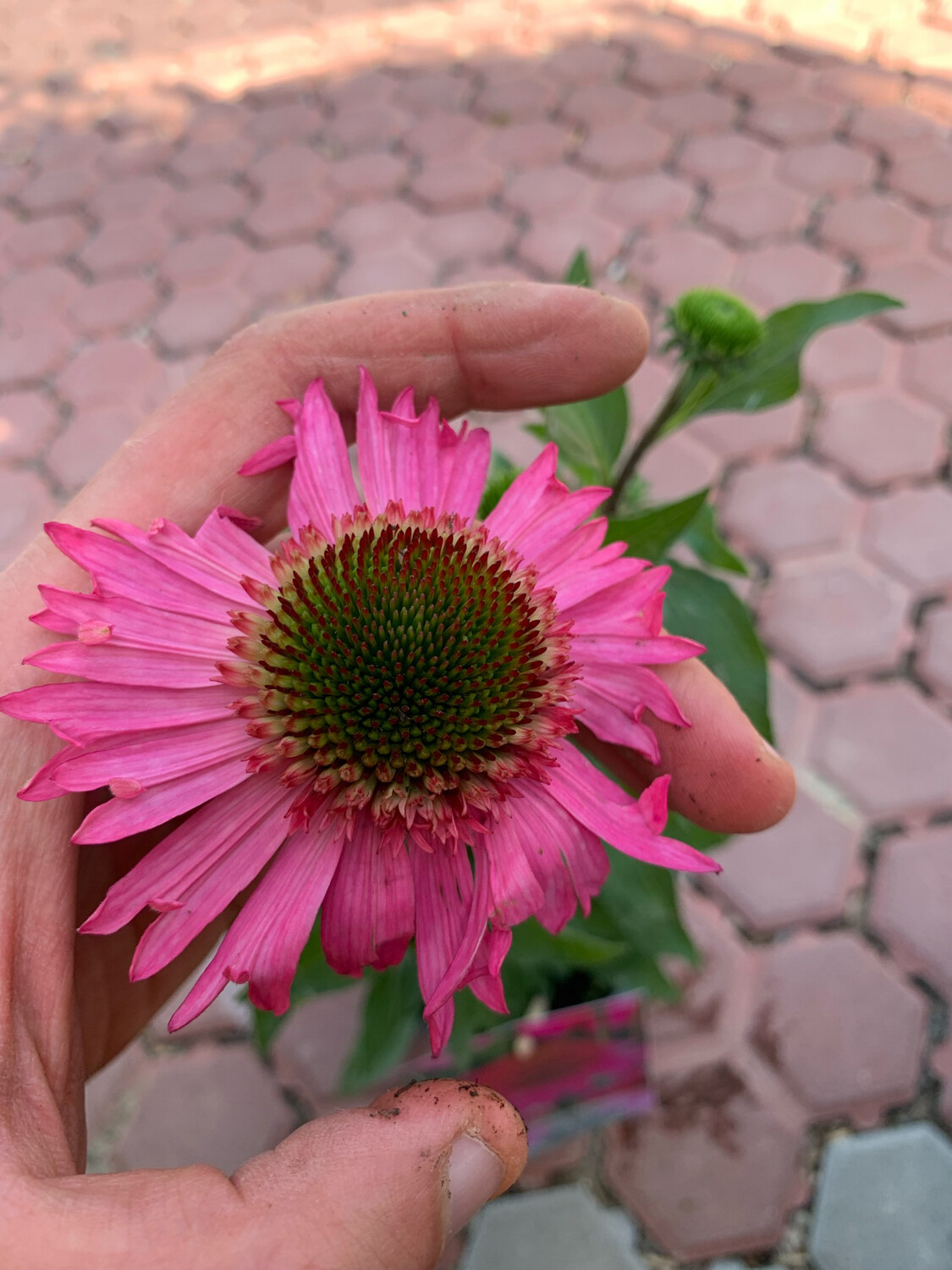 Echinacea purpurea 'Delicious Candy' - vaso Ø17 cm