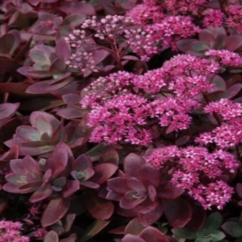 Sedum 'Sunsparkler Firecracker' - vaso Ø17  cm