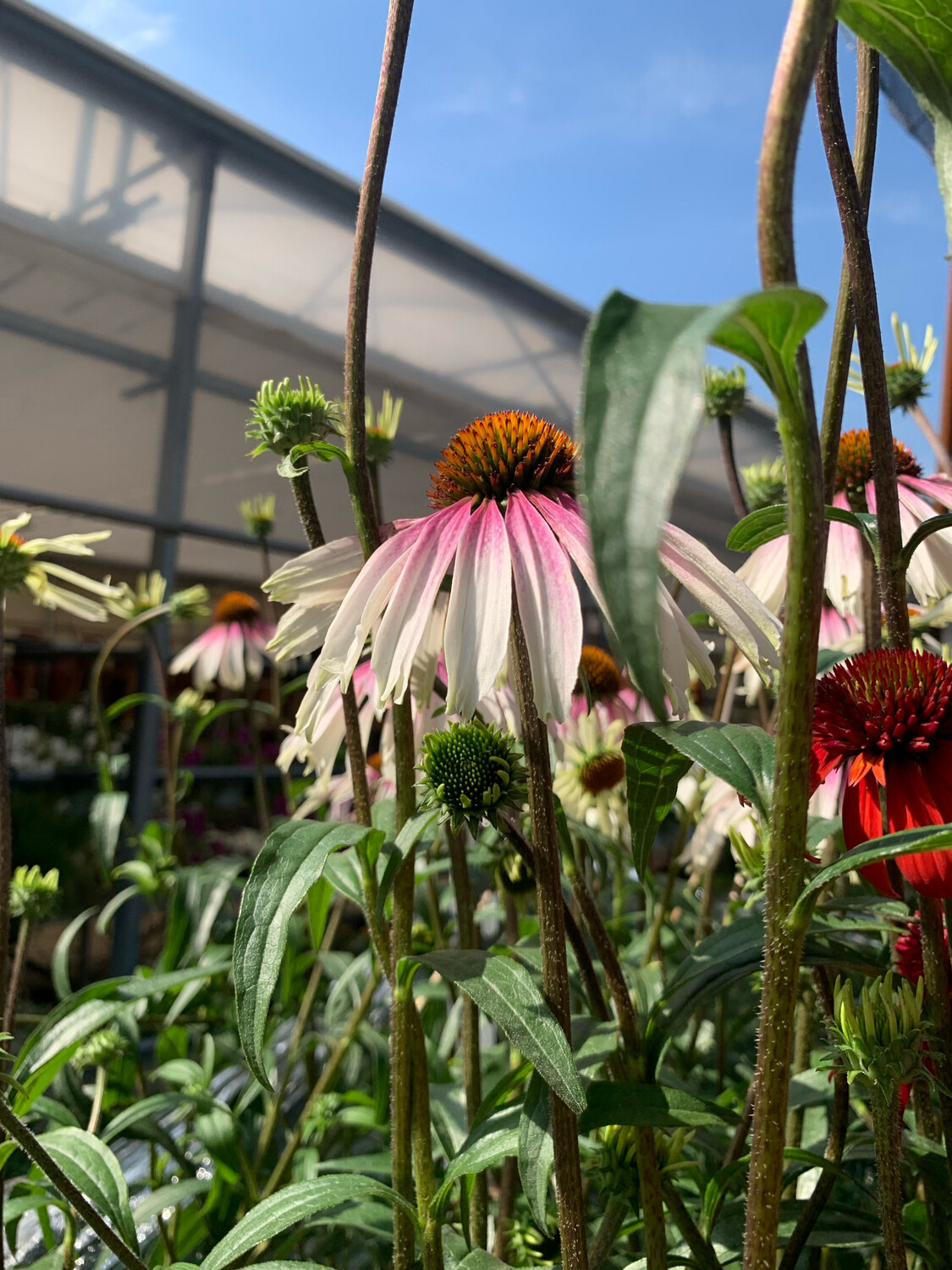 Echinacea purpurea 'Pretty Parasol' - vaso Ø17 cm