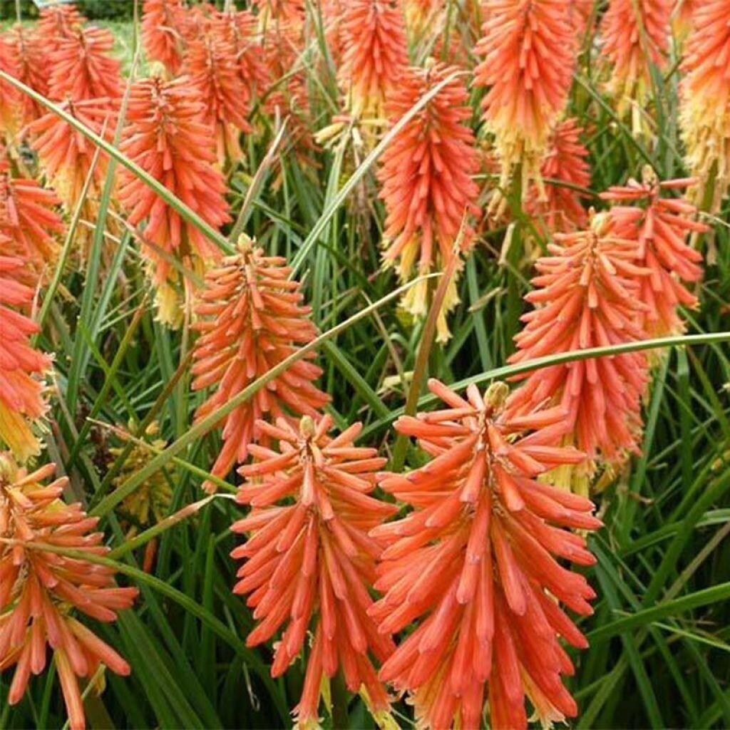Kniphophia uvaria - Poco Orange - vaso 19