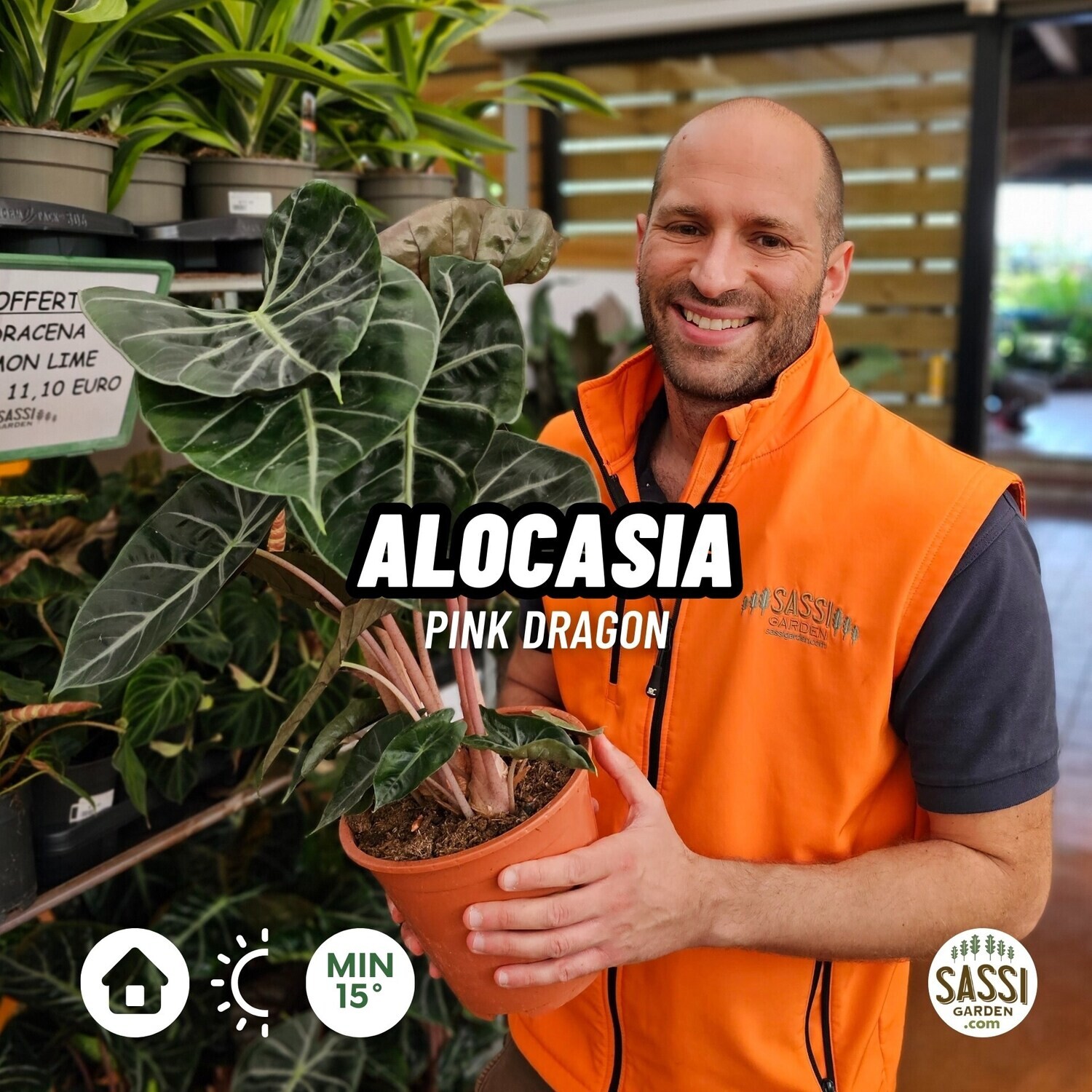 Alocasia Pink Dragon, Alocasia Rosa - vaso Ø17 cm Alocasia Pink Dragon, Alocasia Rosa - vaso Ø17 cm