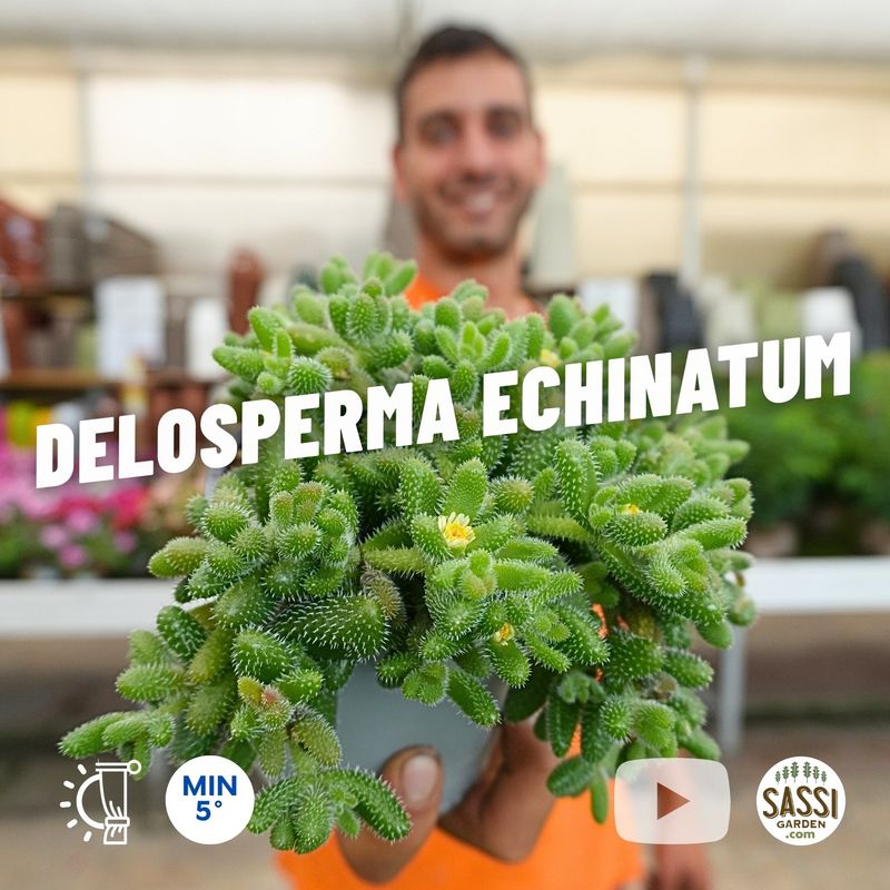 Delosperma Echinatum, Pianta dei cuscini di aghi - vaso Ø12 cm