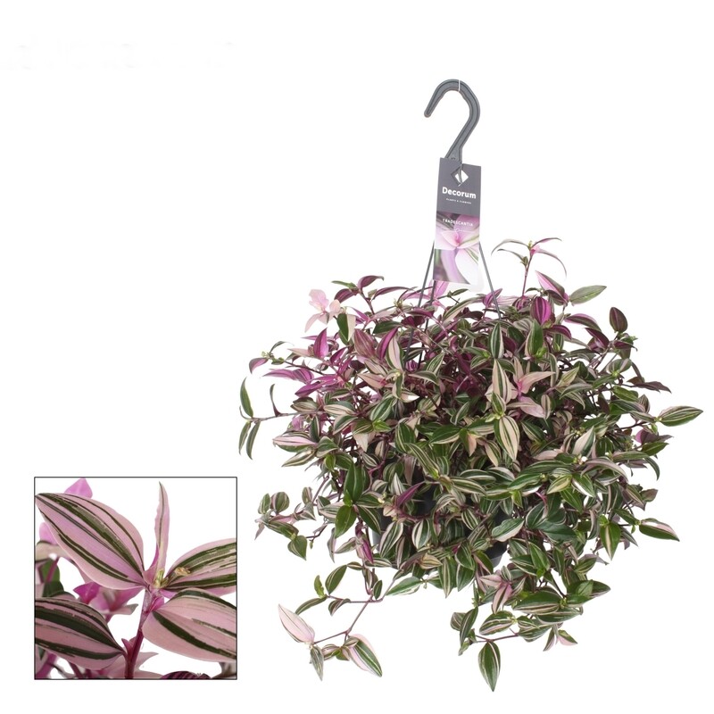 Tradescantia quadricolor, Erba miseria, Tradescanzia - basket Ø19 cm