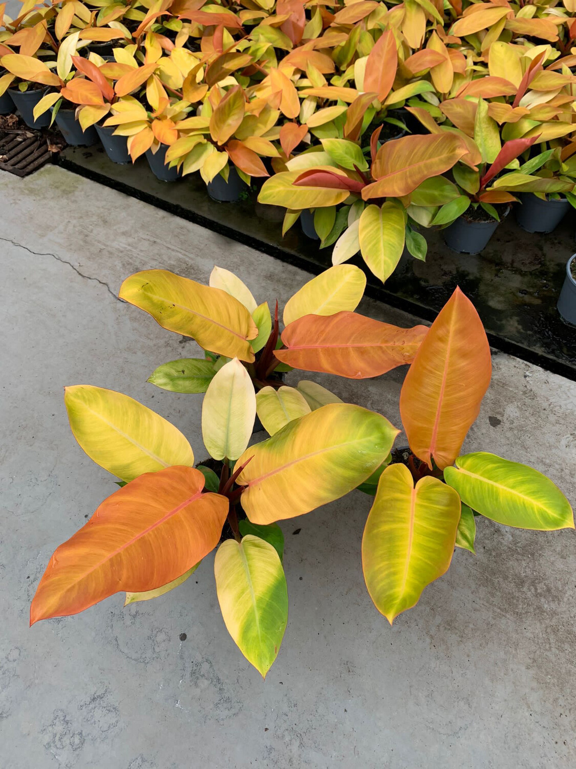 Philodendron 'Prince of Orange', Filodendro - vaso Ø14 cm Philodendron 'Prince of Orange', Filodendro - vaso Ø14 cm