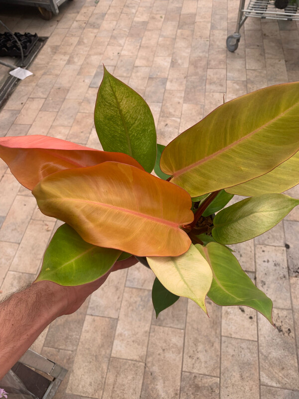 Philodendron 'Prince of Orange', Filodendro - vaso Ø14 cm