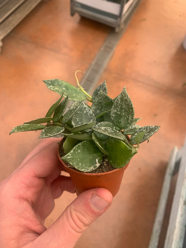 Hoya Krohniana Splash - vaso Ø6 cm