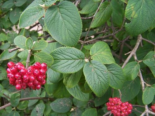 Viburno lantana, Lentaggine - vaso Ø 10cm Viburno lantana, Lentaggine - vaso Ø 10cm