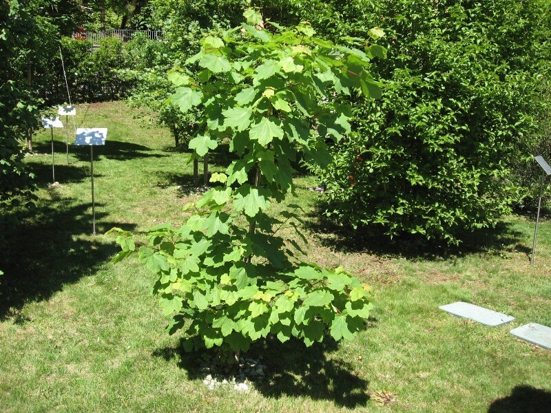 Acer opulifolium, Acero Opalus Opalo/ Acero Alpino/ Opalo dalle foglie glabre/Acero Italico/Loppo - vaso 3 lt SCD
