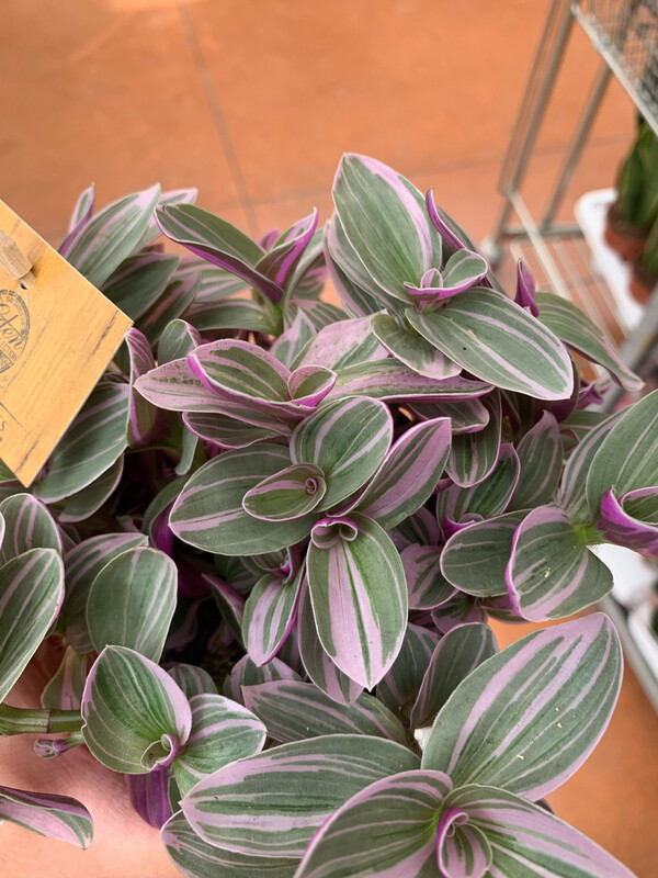 Tradescantia Cerinthoides Sweetness, Erba miseria, Tradescanzia - vaso Ø10,5 cm