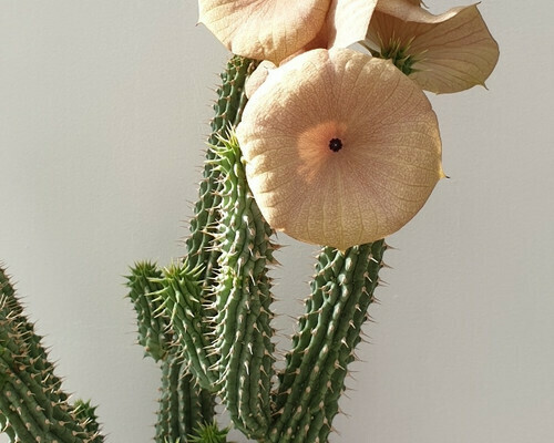 Hoodia Gordonii, Hoodia Gordonis - vaso Ø5,5 cm