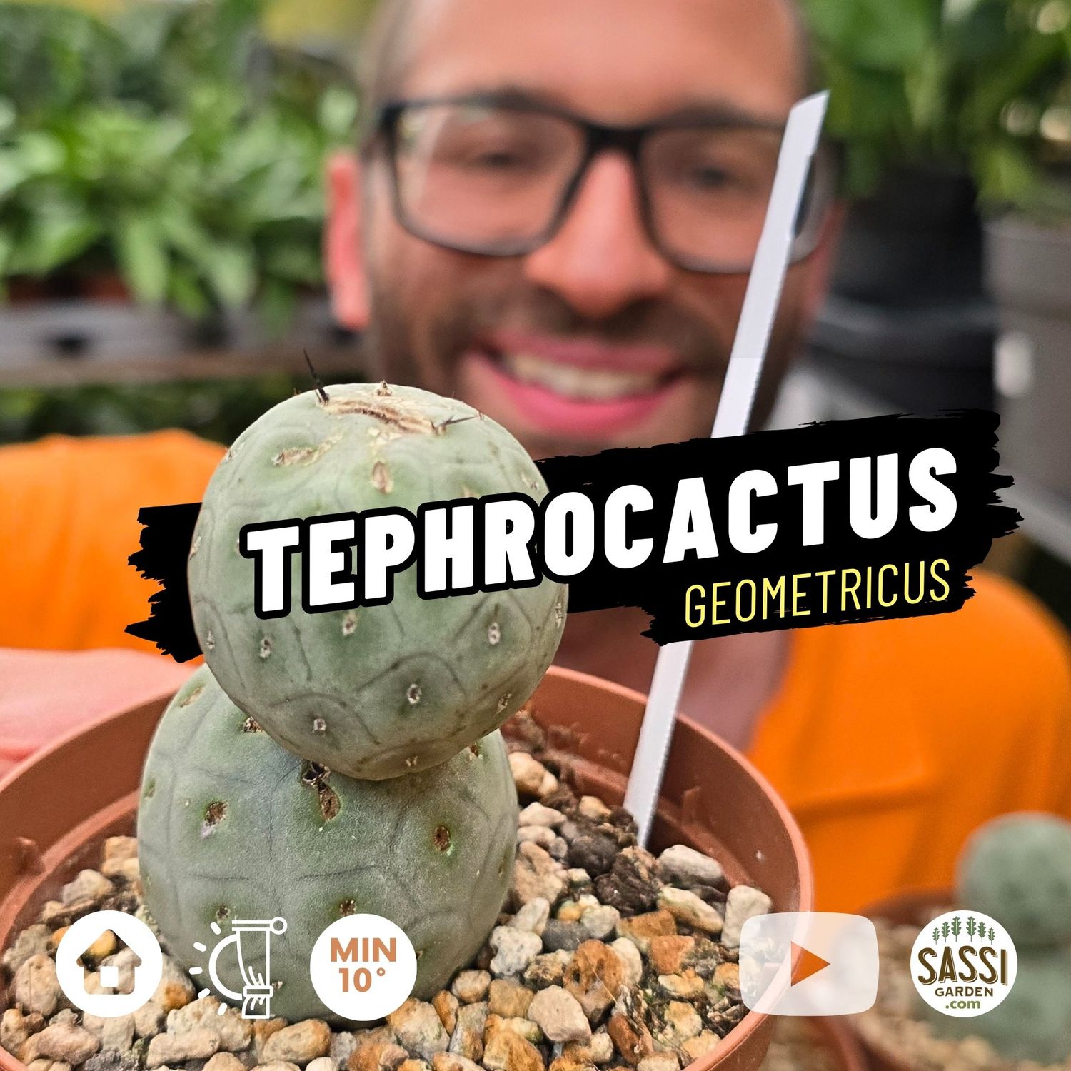 Tephrocactus Geometricus, 2 sfere - vaso Ø10,5 cm