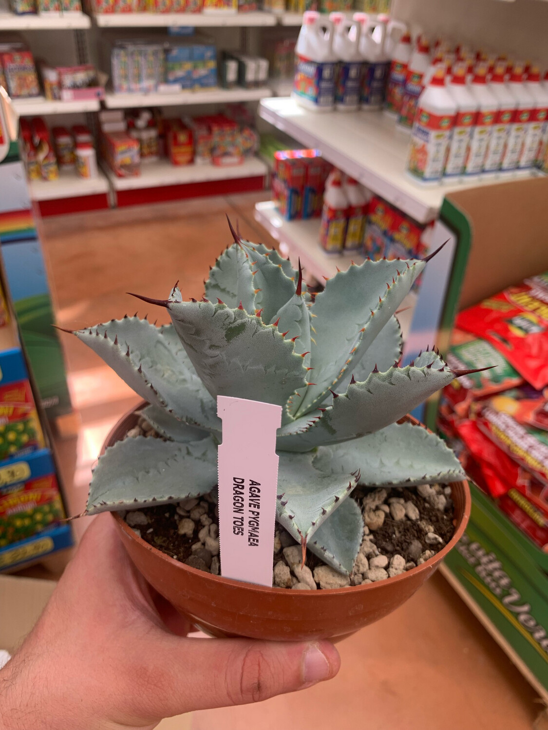 Agave pygmaea 'Dragon Toes', Agave Pigmea Zampa di Drago, Pianta Succulenta, Pianta Grassa - vaso Ø12 cm Agave pygmaea 'Dragon Toes', Agave Pigmea Zampa di Drago, Pianta Succulenta, Pianta Grassa - vaso Ø12 cm