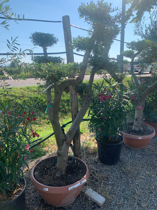 Ulivo secolare, Olivo, Olea europaea, multitronco a Pon-Pon Tg Media Ulivo Arbequina Ulivo secolare, Olivo, Olea europaea, multitronco a Pon-Pon Tg Media Ulivo Arbequina