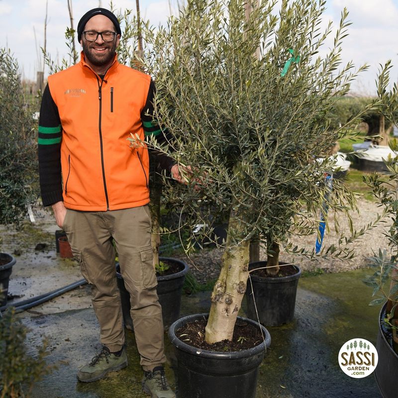 Ulivo, Olivo Esemplare, Olea europaea, circonferenza 25-30 cm - vaso 55 litri Ulivo Arbequina
