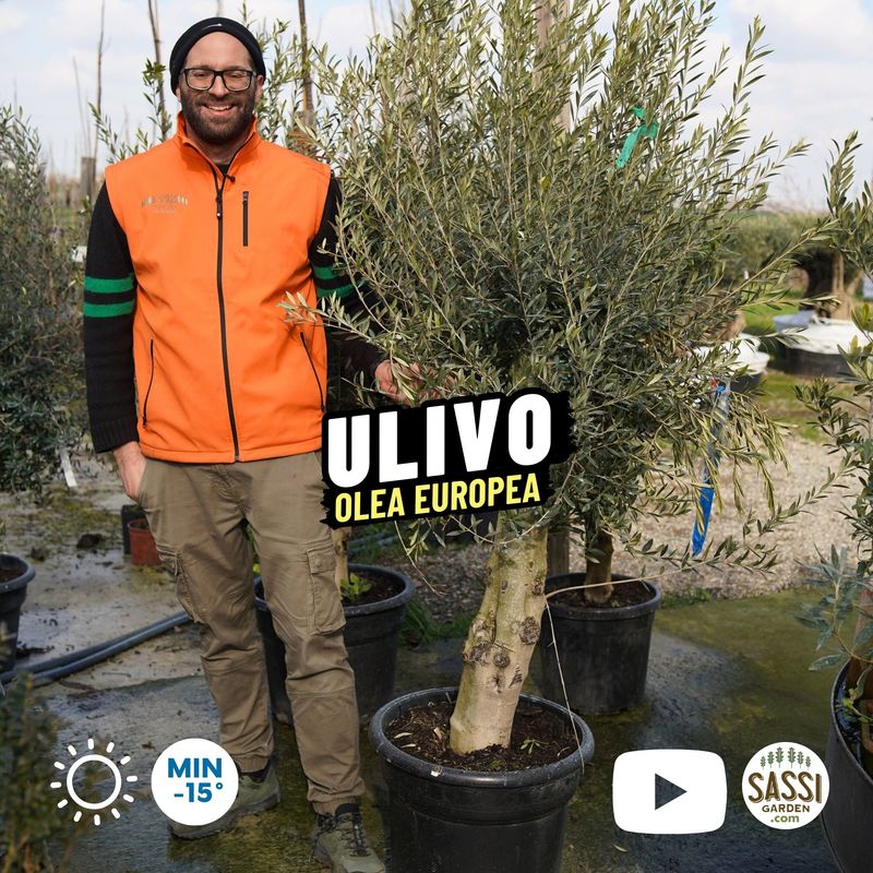 Ulivo, Olivo Esemplare, Olea europaea, circonferenza 25-30 cm - vaso 55 litri Ulivo Arbequina Ulivo, Olivo Esemplare, Olea europaea, circonferenza 25-30 cm - vaso 55 litri Ulivo Arbequina