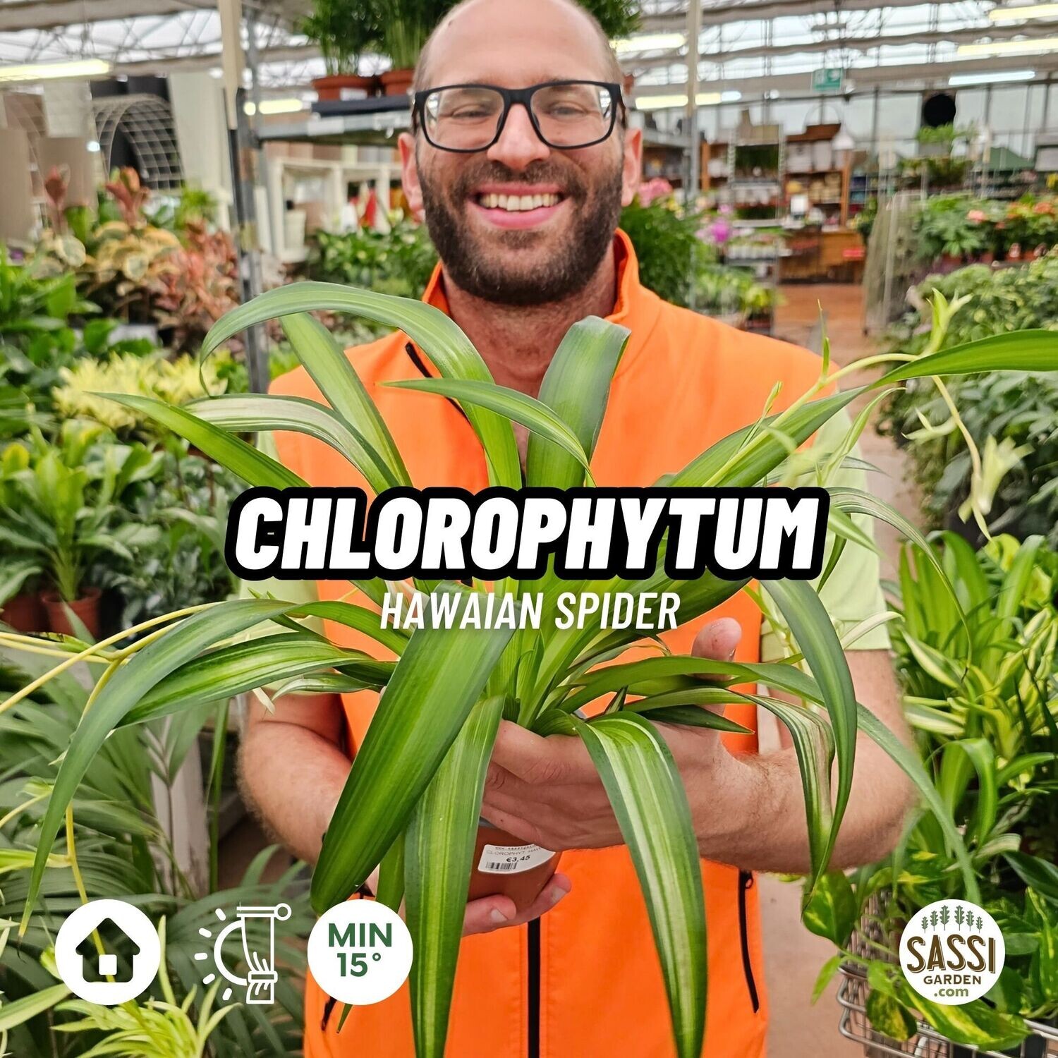 Chlorophytum Hawaiian Spider, Clorofito, Falangio - vaso Ø12 cm Chlorophytum Hawaiian Spider, Clorofito, Falangio - vaso Ø12 cm