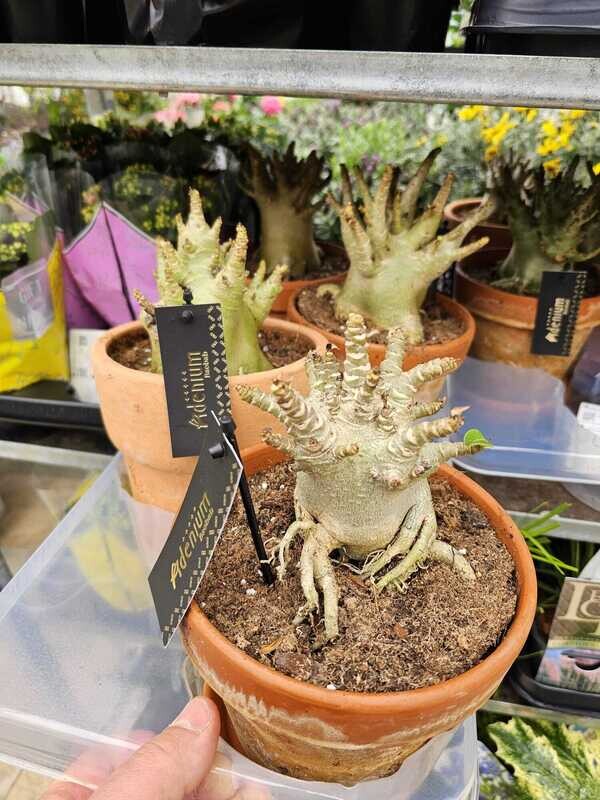 Adenium Ansu Baobab - vaso Ø15 cm