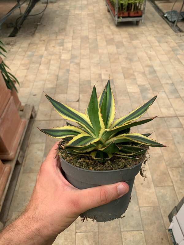 Agave Lophantha variegata, Pianta Succulenta/Pianta Grassa - vaso Ø13 cm